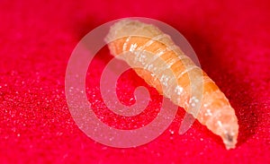 Worm of maggots on a red background