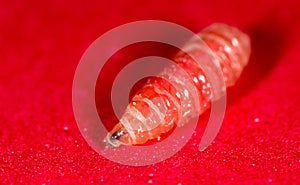 Worm of maggots on a red background