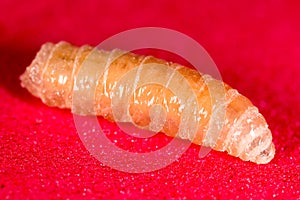 Worm of maggots on a red background