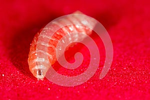 Worm of maggots on a red background