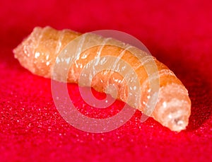 Worm of maggots on a red background