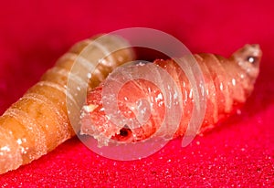 Worm of maggots on a red background