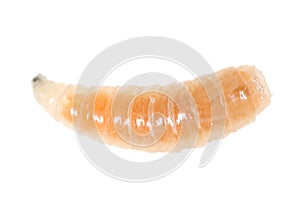 Worm of maggots on a white background