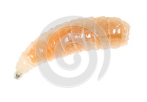 Worm of maggots on a white background
