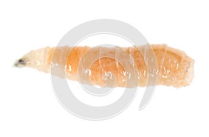 Worm of maggots on a white background