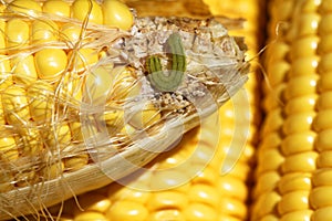 Worm on maize
