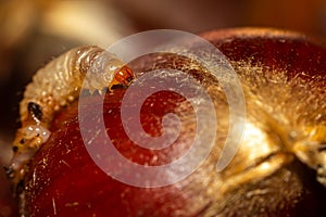 Worm perched on a chestnut. Invertebrate gelatinous insects. Macro photo