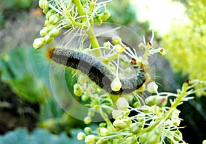 Worm on a plant