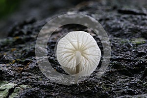 Worm's eye view of a luminous white mushroom