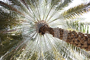 Worm\'s Eye View of Palm Tree