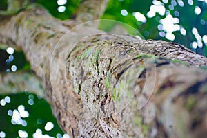 Worm`s eyeview of  Tree
