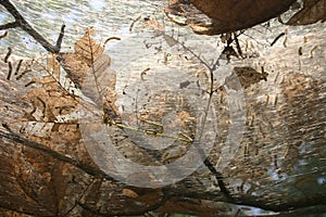 Worm's nest photo