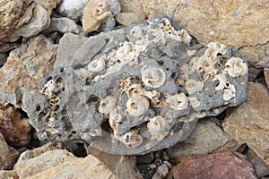 Worm shape sea shells on a stone