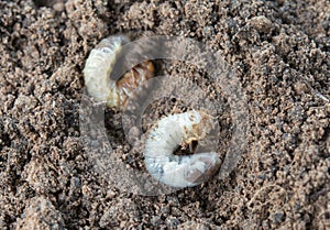 Worm in soil and nature in the morning