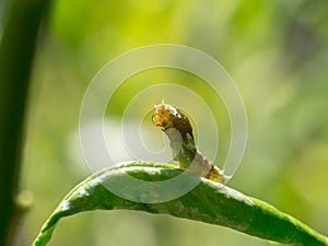 The worm is about to pupate