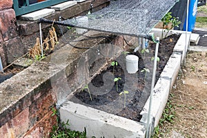 Worm tower for vermicompost installed on raised garden bed with new okra plants planted.