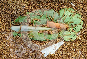 Worm used as bait. The background of many worms in the box is used as food for birds