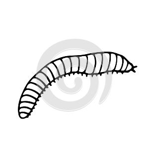 Worm. Vector illustration of an insect. A Doodle style sketch . Isolated object on a white background.Ink drawing of wildlife.