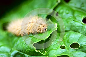 Worm on vegetable leaves