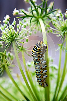 Worm on vegetable leaves