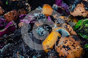 Worm vermiculture compost with rotting orange peels and egg shells