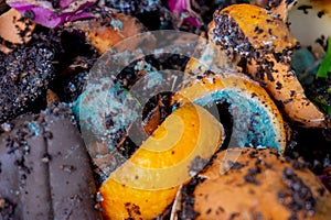 Worm vermiculture compost with rotting orange peels photo