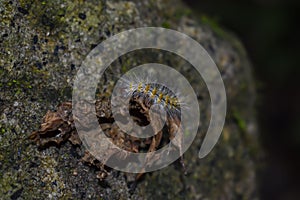A worm walking on a  leaf. photo