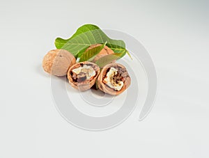 Worm walnut on a white background.