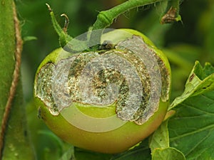WORMHOLES IN TOMATOES.