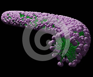 wormlike micelles isolated black background