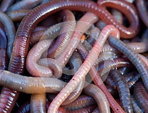 Worms