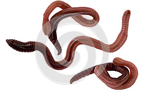 Worms photo