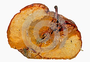 Worms Apple Maggot Larva eating rotten apple photo