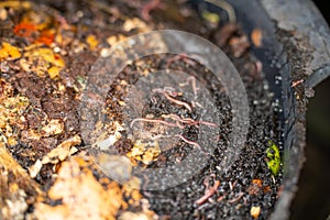 worms in compost pile. making a thermophilic compost with soil biology for fertilizer on a farm in a mesh ring in soil