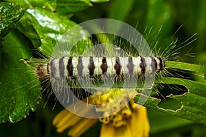 Worms eat grass crawling on plant leaf and eat