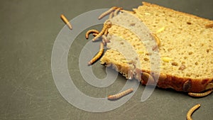 Worms eating bread on grunge background