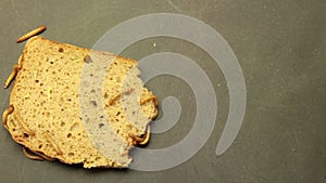 Worms eating bread on grunge background