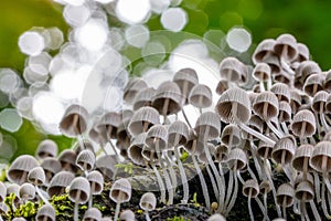 Worms eye view of a cluster of Coprinellus disseminatus fungi growing on a fallen tree trunk in a tropical jungle.