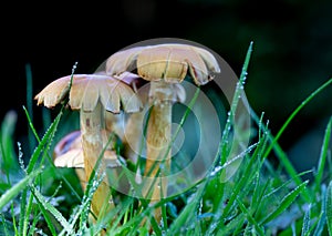 Worms eye view of a cluster of Toadstools in wet grass.