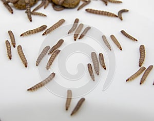 Worms found in dry dog food Kibble