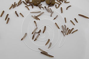 Worms found in dry dog food Kibble