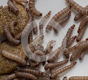 Worms found in dry dog food Kibble