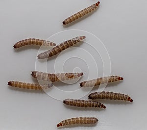 Worms found in dry dog food Kibble