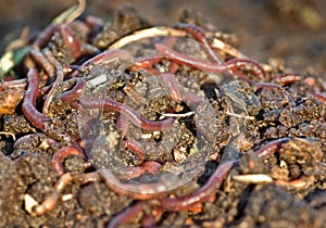 Worms in the garden dirt