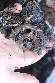 Worms in hand eating through vermicompost