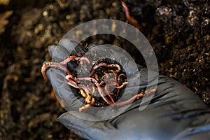 Worms on the hand for Vermicomposting at home