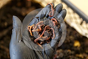 Worms on the hand for Vermicomposting at home