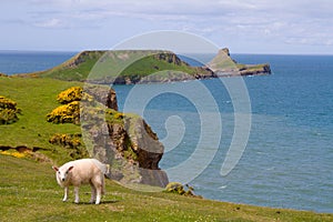 Worms Head with sheep