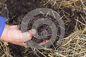 The Worms and Humus in Man`s Hand - The Flock of Dendrobena Worms above Compost with Manure and Fertilizer. photo