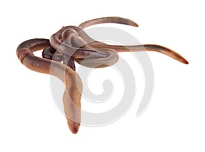 Worms isolated on white